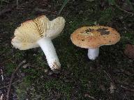 Russula decipiens 