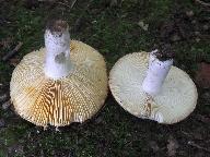 Russula decipiens