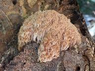 Artomyces pyxidatus