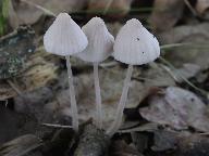 Mycena vitilis