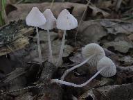 Mycena vitilis