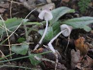Mycena vitilis