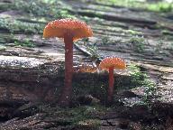 Gymnopilus picreus