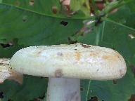 Lactarius flavidus