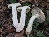 Lactarius flavidus
