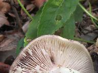 Lactarius flavidus