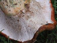 Hypomyces lateritius 