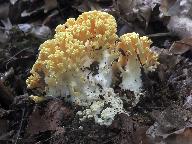 Ramaria albidoflava 