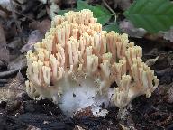 Ramaria albidoflava 