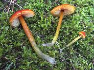 Hygrocybe conicoides 