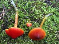 Hygrocybe conicoides