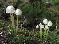 Mycena epipterygia