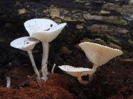 Clitocybe truncicola