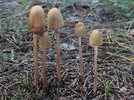 Conocybe macrospora