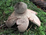 Geastrum rufescens