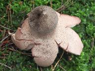 Geastrum rufescens 