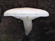 Pleurotus dryinus