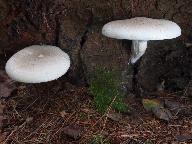 Pleurotus dryinus