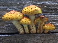 Pholiota adiposa 