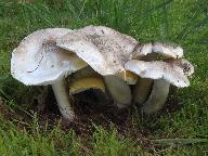 Tricholoma sejunctum