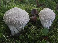 Lycoperdon mammaeforme