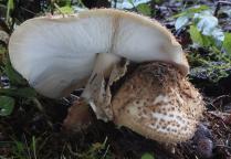 foto Oldřich Jindřich foto Oldřich Jindřich