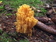Ramaria luteoaurantiaca 