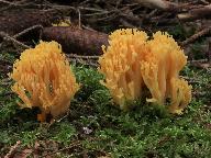 Ramaria luteoaurantiaca 