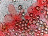 hymenium