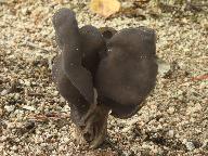 Helvella lacunosa 