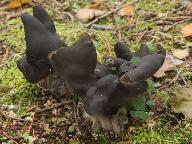 Helvella lacunosa