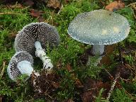 Stropharia aeruginosa 