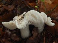 Tricholoma columbetta 