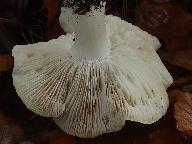 Tricholoma columbetta