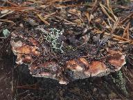 Phellodon fuligineoalbus 