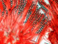 hymenium