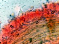 hymenium