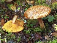 Suillus tridentinus