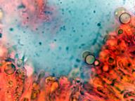 hymenium