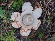 Geastrum triplex 