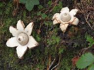 Geastrum triplex 