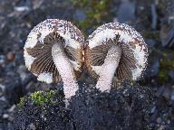 Psathyrella pennata