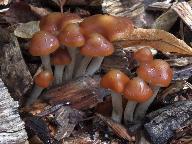 Psilocybe cyanescens 