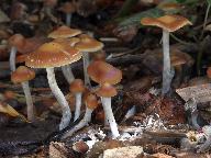 Psilocybe cyanescens 