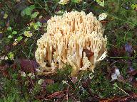 Ramaria fagetorum