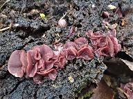 Ascocoryne cylichnium