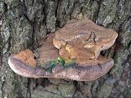 Ganoderma adspersum 