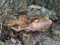 Ganoderma adspersum