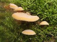 Phyllotopsis nidulans