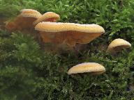 Phyllotopsis nidulans